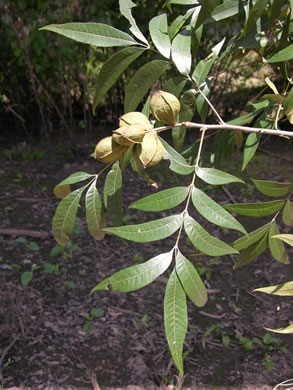 image of Carya aquatica, Water Hickory, Bitter Pecan