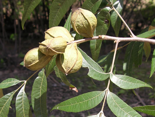 image of Carya aquatica, Water Hickory, Bitter Pecan