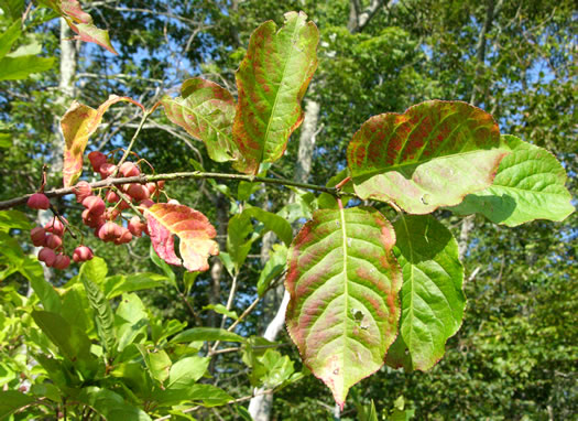 image of Euonymus atropurpureus, American Wahoo, Eastern Wahoo, Burning Bush