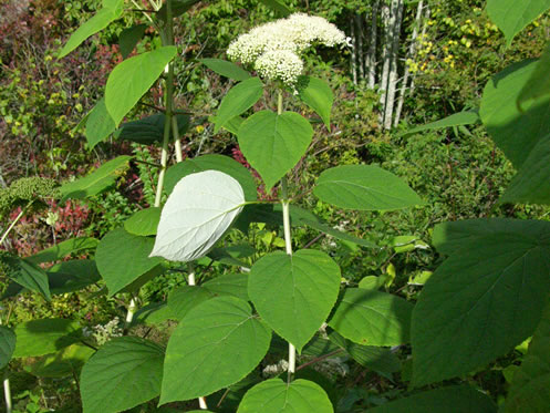 image of Hydrangea radiata, Snowy Hydrangea, Silverleaf Hydrangea