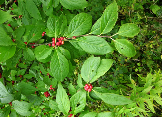 image of Ilex montana, Mountain Holly, Mountain Winterberry