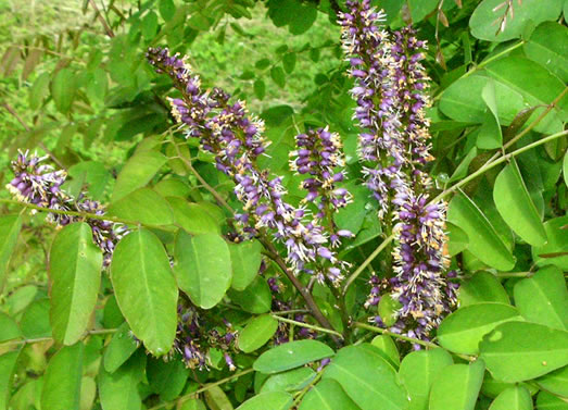 image of Amorpha glabra, Mountain Indigo-bush, Appalachian Indigo-bush, Mountain Indigo, Mountain False Indigo