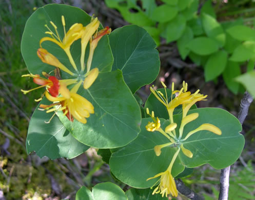 image of Lonicera flava, Yellow Honeysuckle