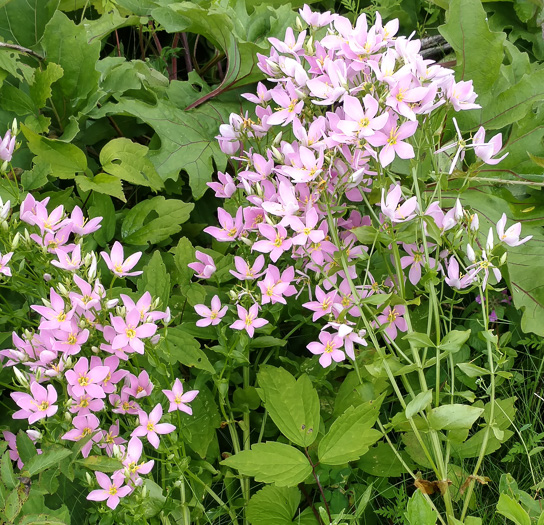 image of Sabatia angularis, Rose-pink, Bitterbloom, Common Marsh-pink, American Centaury