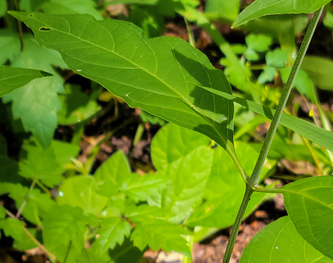 image of Yeatesia viridiflora, Yellow Bractspike