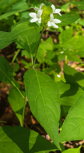 image of Yeatesia viridiflora, Yellow Bractspike