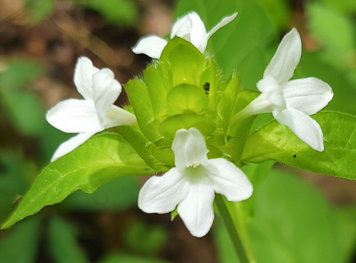 image of Yeatesia viridiflora, Yellow Bractspike