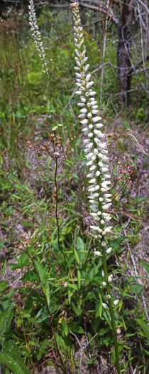 image of Aletris farinosa, Northern White Colicroot, Mealy Colicroot, Stargrass