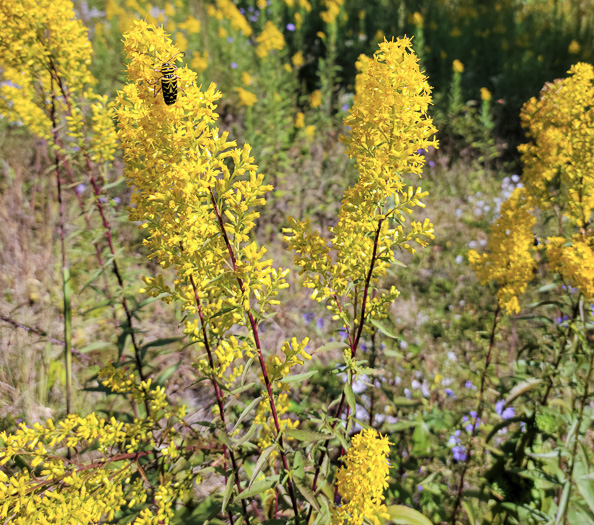 image of Solidago rigidiuscula, Narrowleaf Showy Goldenrod, Slender Showy Goldenrod, Stiff-leaved Showy Goldenrod, Prairie Goldenrod