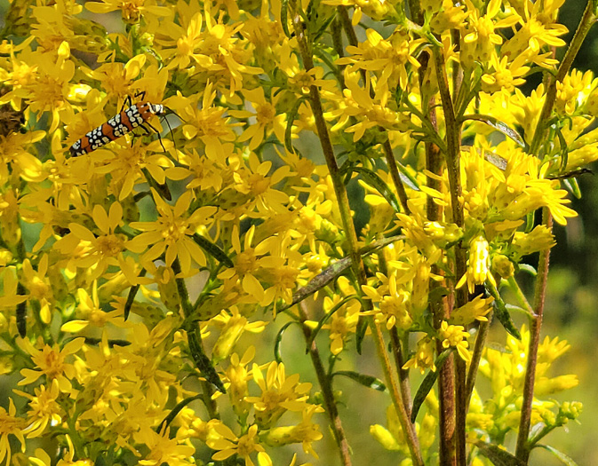 image of Solidago rigidiuscula, Narrowleaf Showy Goldenrod, Slender Showy Goldenrod, Stiff-leaved Showy Goldenrod, Prairie Goldenrod