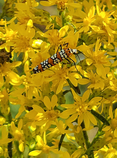 image of Solidago rigidiuscula, Narrowleaf Showy Goldenrod, Slender Showy Goldenrod, Stiff-leaved Showy Goldenrod, Prairie Goldenrod