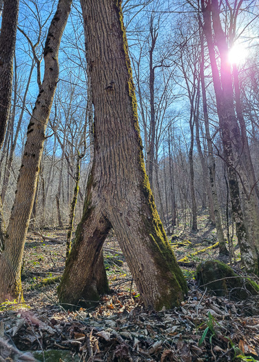 image of Ulmus rubra, Slippery Elm, Red Elm