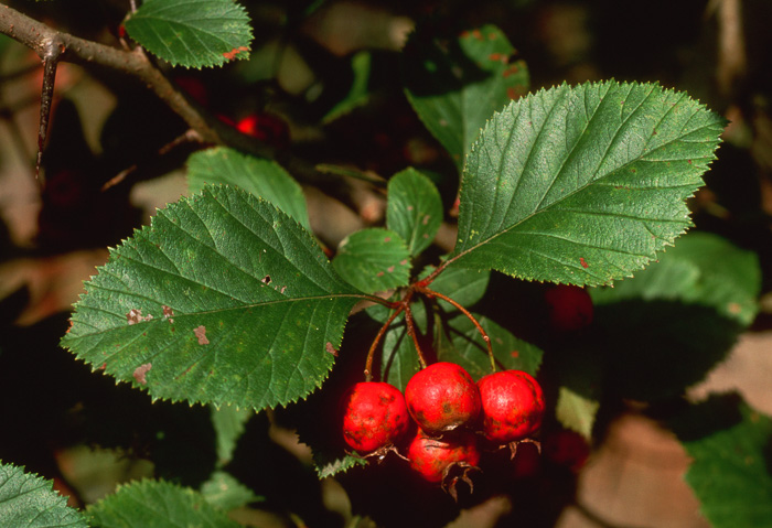 image of Crataegus harbisonii, Harbison's Hawthorn