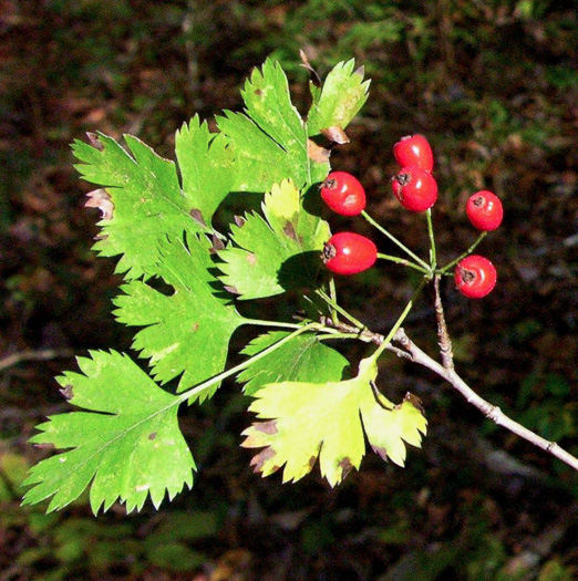 image of Crataegus marshallii, Parsley Hawthorn, Parsley Haw