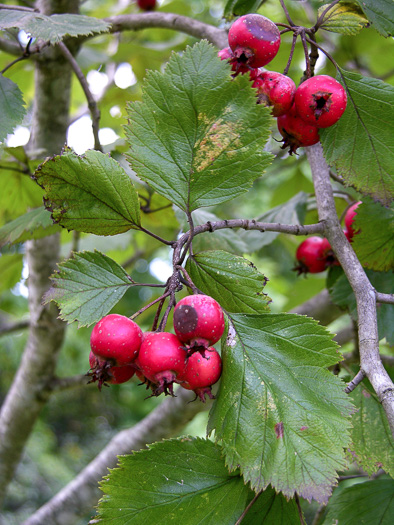 image of Crataegus mollis var. mollis, Downy Hawthorn