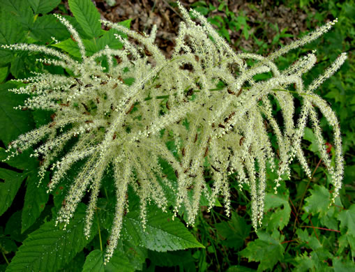 image of Aruncus dioicus var. dioicus, Eastern Goatsbeard, Bride's Feathers