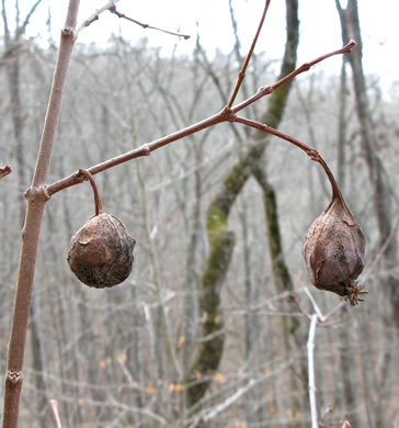 image of Calycanthus floridus, Sweetshrub, Carolina Allspice, Strawberry-shrub