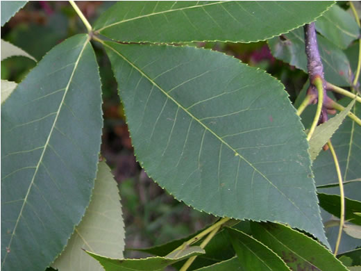 image of Carya texana, Black Hickory