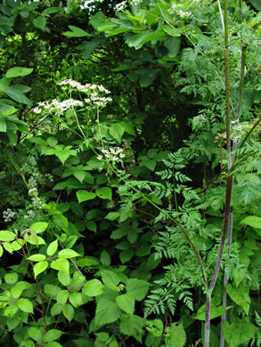 image of Conium maculatum, Poison-hemlock