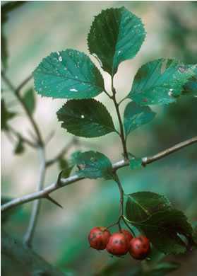 image of Crataegus harbisonii, Harbison's Hawthorn