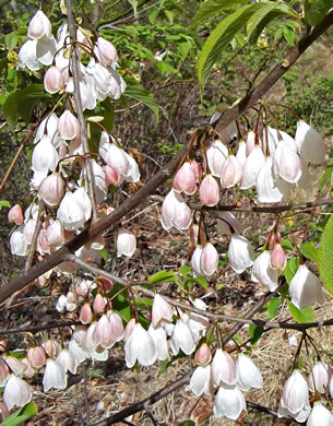 image of Halesia tetraptera var. monticola, Mountain Silverbell