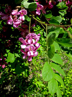 image of Robinia hispida var. hispida, Common Bristly Locust