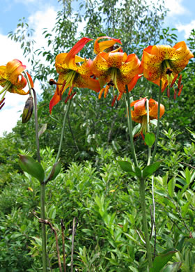 image of Lilium michauxii, Carolina Lily, Michaux’s Lily