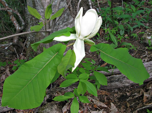 image of Magnolia fraseri, Fraser Magnolia, Mountain Magnolia, Earleaf Umbrella-tree, Umbrella Tree