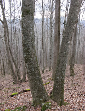 image of Magnolia fraseri, Fraser Magnolia, Mountain Magnolia, Earleaf Umbrella-tree, Umbrella Tree