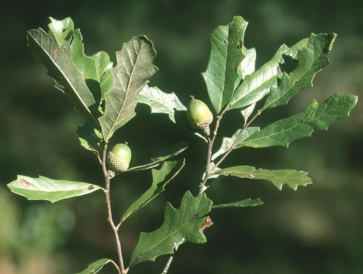 image of Quercus minima, Dwarf Live Oak