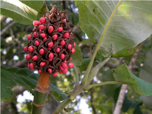 image of Magnolia macrophylla, Bigleaf Magnolia, Large-leaved Magnolia, Umbrella Tree