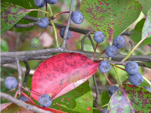 image of Nyssa sylvatica, Blackgum, Black Tupelo, Sour Gum