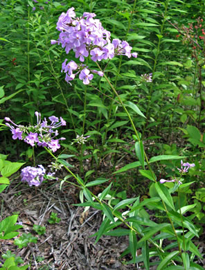 image of Phlox carolina, Carolina Phlox, Thick-leaf Phlox, Giant Phlox