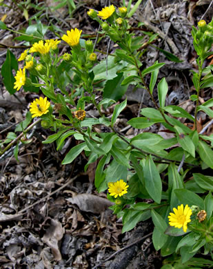 image of Chrysopsis mariana, Maryland Goldenaster