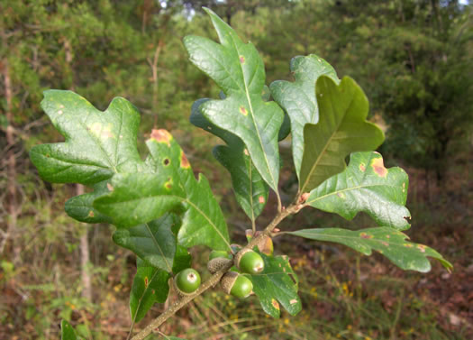 image of Quercus boyntonii, Boynton Oak, Boynton Sand Post Oak