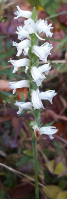 image of Spiranthes cernua, Nodding Ladies'-tresses