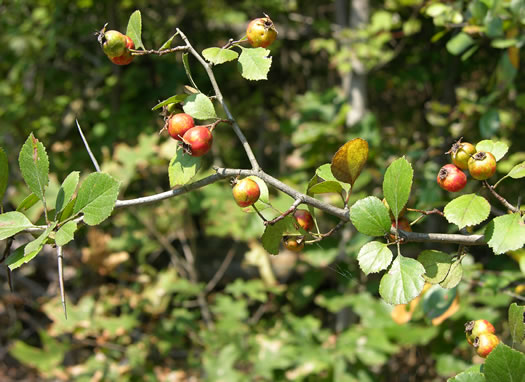 image of Crataegus aprica, Sunny Hawthorn