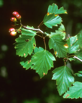 image of Crataegus schuettei, Schuette's Hawthorn