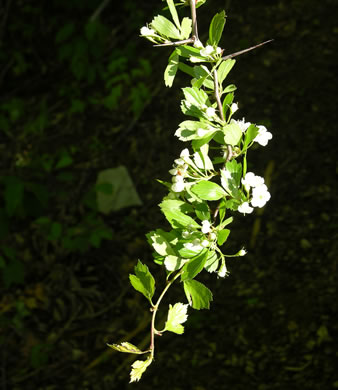 image of Crataegus lancei, Lance’s Hawthorn