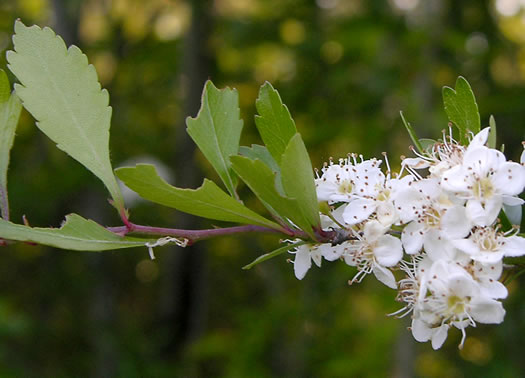 image of Crataegus spathulata, Littlehip Hawthorn, Spatulate Haw