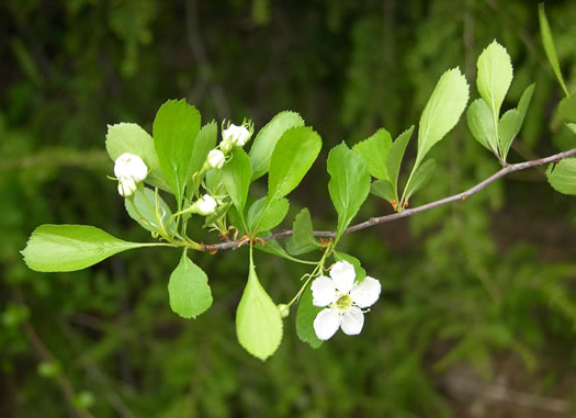 image of Crataegus florens, Mississippi Hawthorn