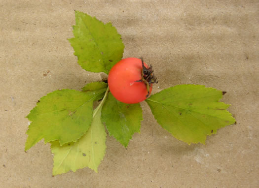 image of Crataegus ignava, Valley Head Hawthorn