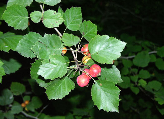 image of Crataegus coccinea, Scarlet Hawthorn