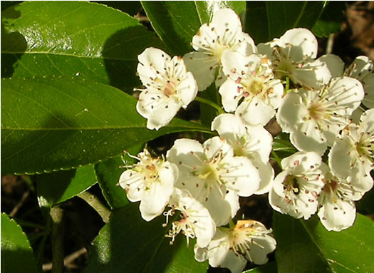 image of Crataegus crus-galli var. crus-galli, Cockspur Hawthorn