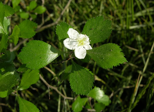 image of Crataegus quaesita var. egens, Sand Barren Hawthorn