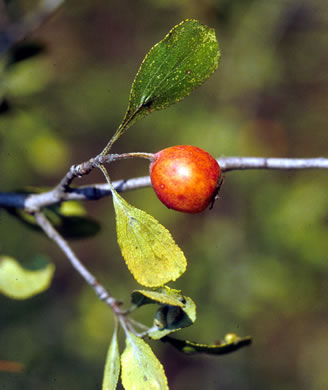 image of Crataegus lassa var. colonica, Colony Hawthorn, Bluffton Hawthorn