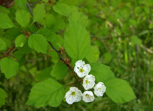 image of Crataegus intricata var. intricata, Entangled Hawthorn