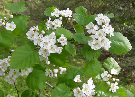 image of Crataegus macrosperma, Eastern Hawthorn