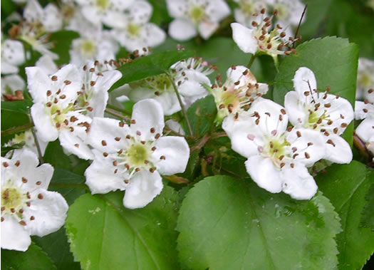 image of Crataegus pruinosa var. gattingeri, Gattinger's Hawthorn