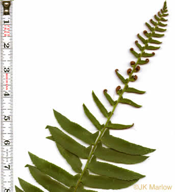 image of Polystichum acrostichoides, Christmas Fern